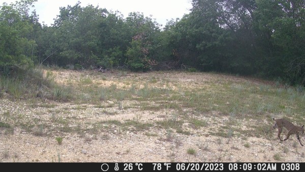 Bobcat 4.JPG