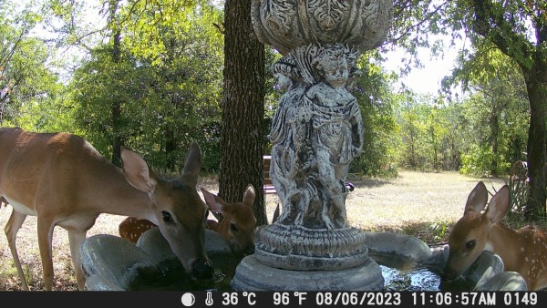 Fawns 2.JPG