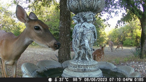 Fawns 3.JPG