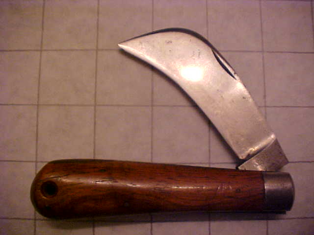 RussellHawkbill2.JPG
