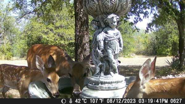 Doe and fawn.JPG