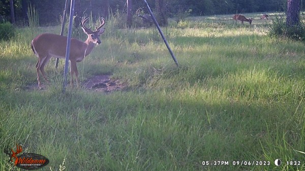 Notice the buck away from the feed, he's fixin' to lay down.