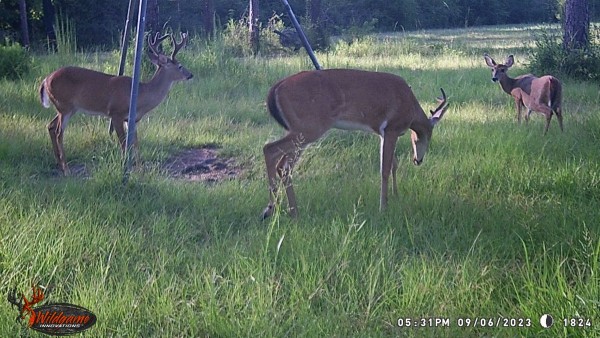 6, 8 &amp; a doe by the feeder.