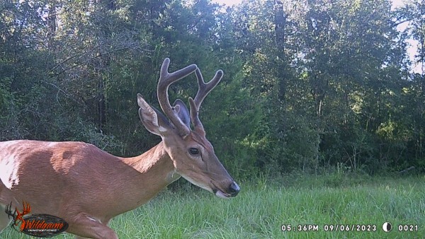 Tick on the growing antler.