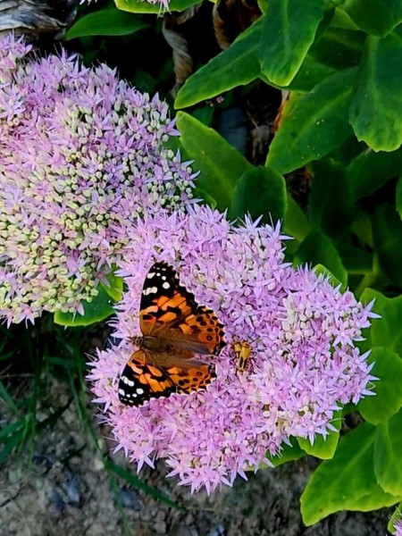 VideoCapture_20230910-161146.jpg