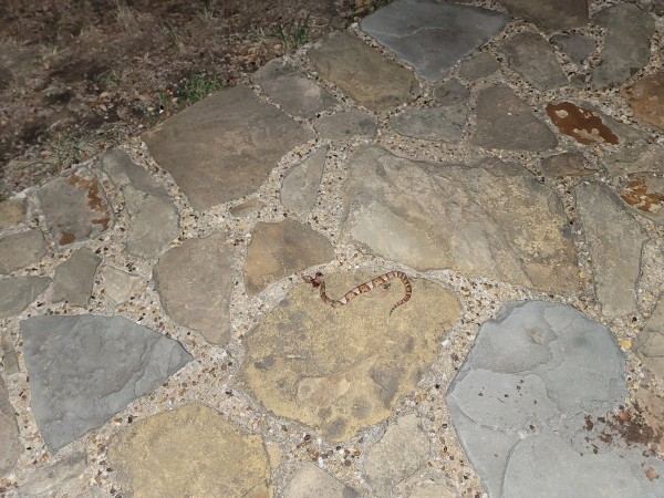 Copperhead