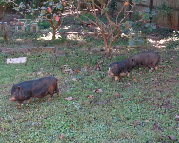 Swine11.jpg