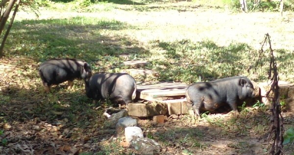 Swine13.jpg