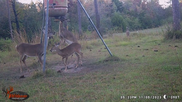 Only the mature, tall deer can reach the plate so the smaller ones pick up what momma knock on the ground. Notice the kernels falling.