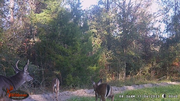 This cow horn spike is still hanging with his momma and the other ladies. They'll probably run him of pretty soon. Lots of pictures show the doe, her last year's fawns and this year's fawns staying together.