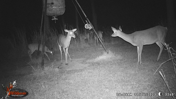 Looks like a dispute is fixin' to occur, look at thos ears.