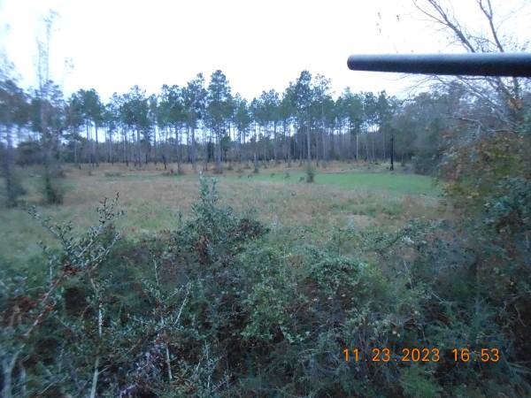 Looking over the oat patch, behind it are the last of our planted pines next to a canal that crosses our farm.