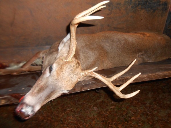 Divot/concave spot on deer's back