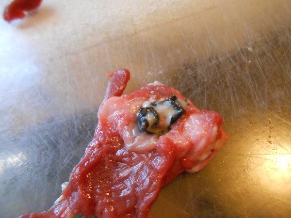 Bullet encased in what I would describe as gristle. Surrounding area had a totally different texture than normal.
