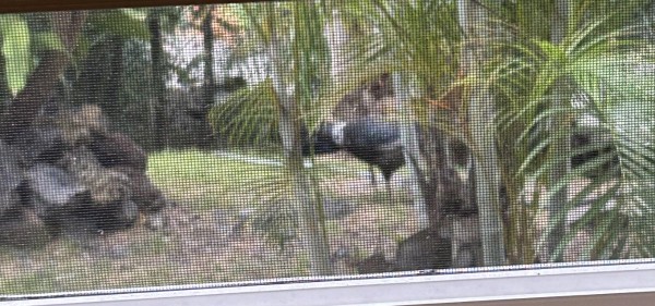 Kalij Pheasant.jpg