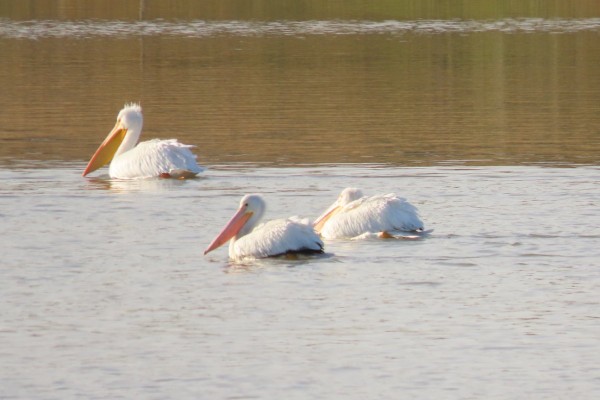 American White Pelicans