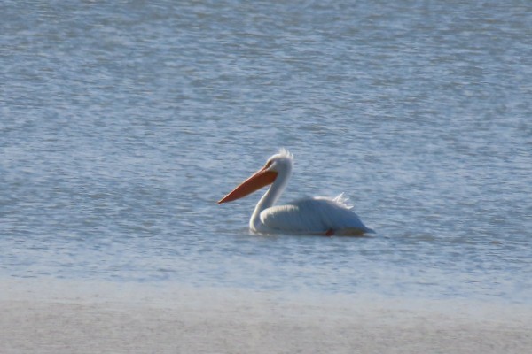 American White Pelican