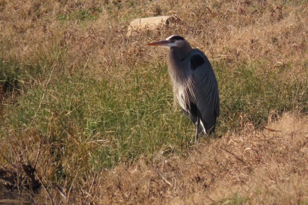 Yellow-crowned Night Heron