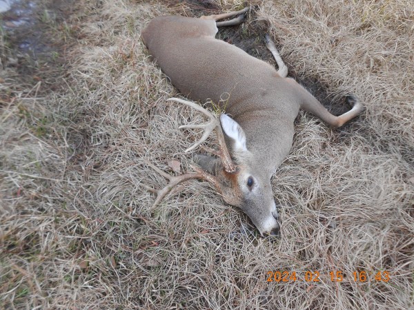 4:30 this afternoon, 2/15,  this 8 point came out alone, .243 to the rescue.