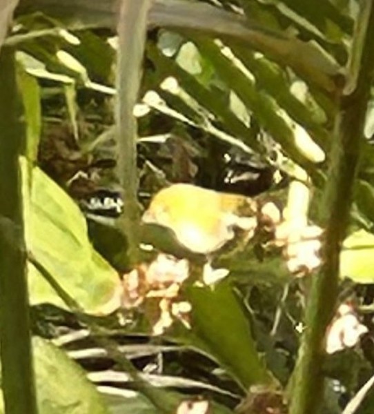 Japanese White Eye.jpg