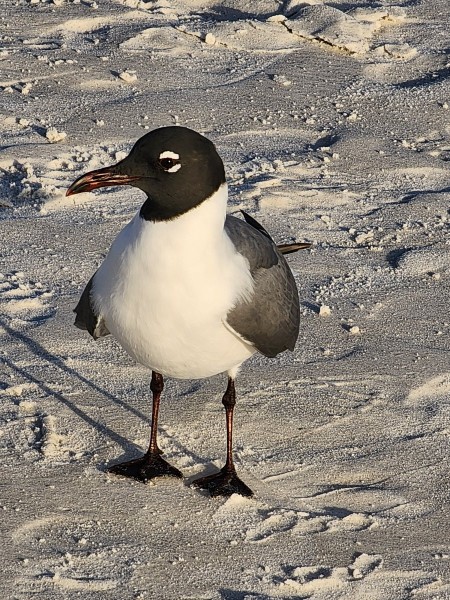 Laughing Gull