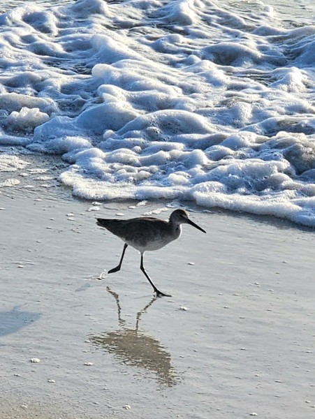 Short Billed Dowitcher
