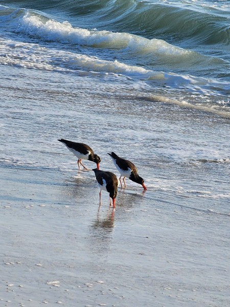 American Oystercatcher