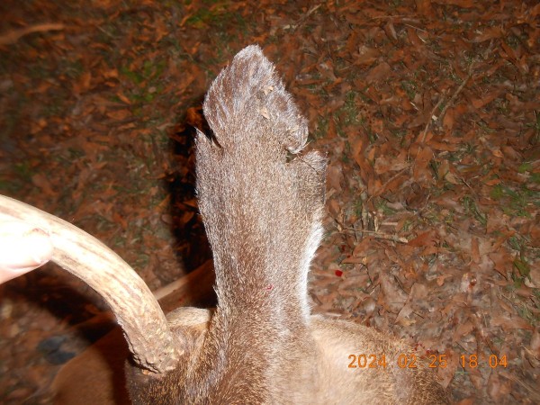 Got a "marked" ear just like we used to do cattle many years ago. Wonder what almost caught him?