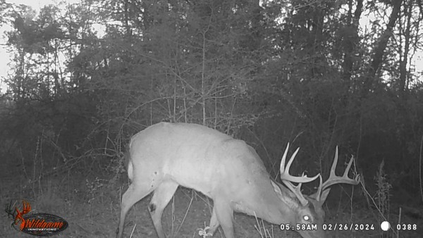 Here he is, the next day after the season closed. Hope he makes it through the year. If he doesn't get hit out on the hiway or some rouge doesn't poach him before he drops his antlers, maybe we'll have enough growing in the food plots and feeders to keep him around.