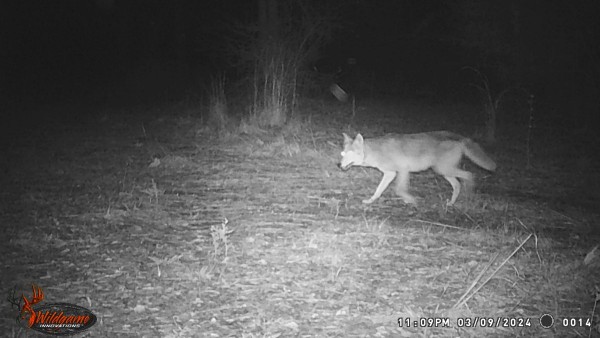 Coyote with normal coat.