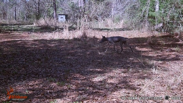 Coyote with no hair ay all.