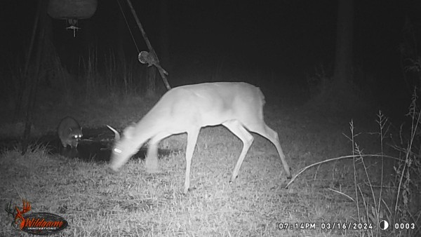 Looks like someone has lost an antler, wonder if the coon is asking him about it?