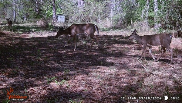 Family out for a mid-morning stroll.