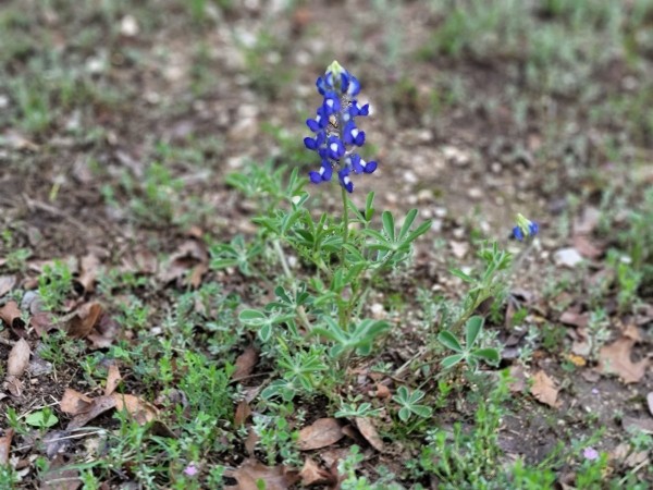 Blue Bonnet