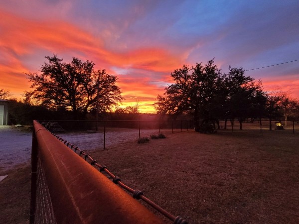 Live Oaks