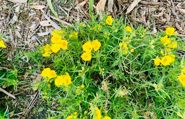 Sundrops