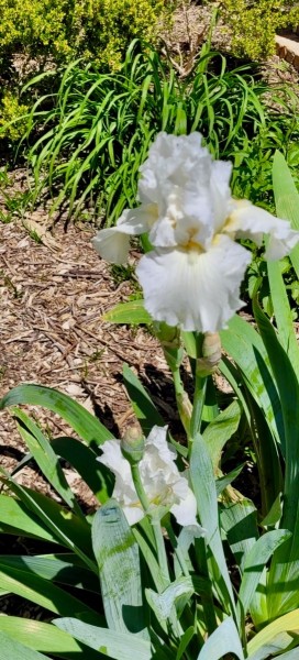 White Iris