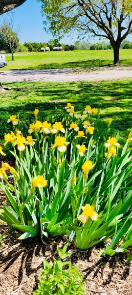Yellow Iris