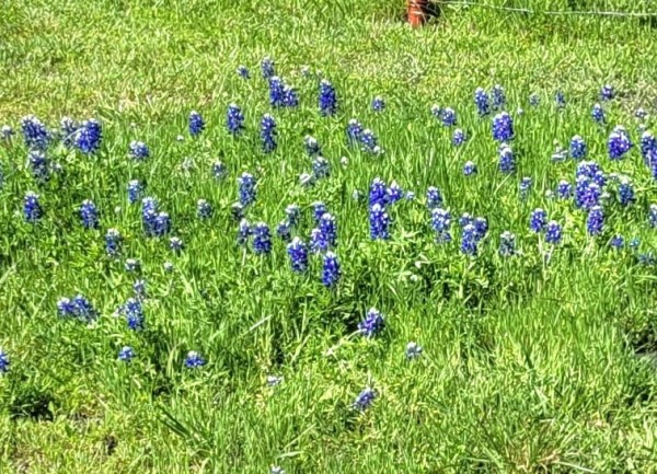 Bluebonnets
