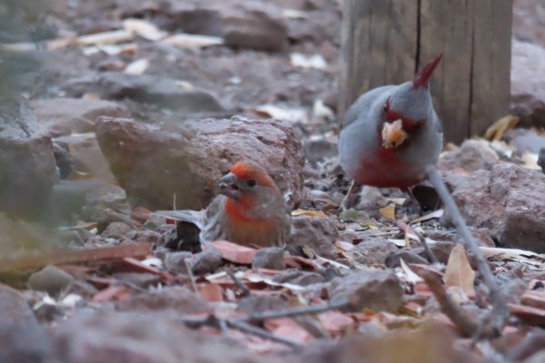 Pyrrhuloxia and male House Finch