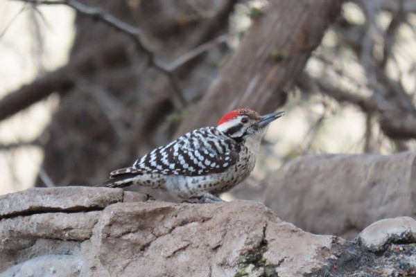 Ladder-backed Woodpecker