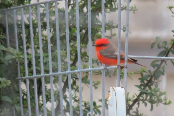 Vermilion Flycatcher