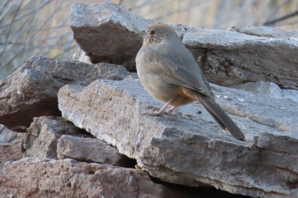 Canyon Towhee