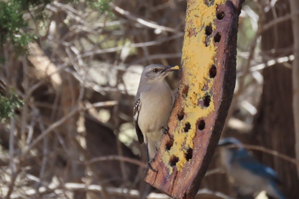 Mockingbird