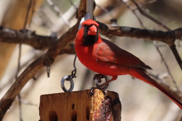 Cardinal