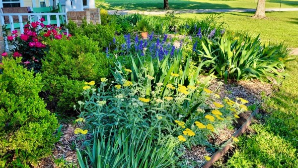 Yarrow, roses, blue salvia