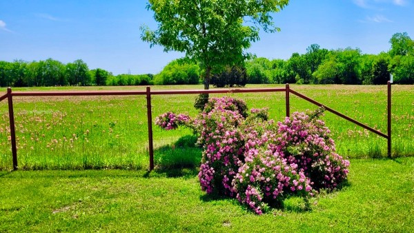 Wild rose, Indian paintbrush (background, in pasture)