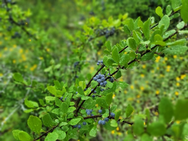 Plant with blue berries - What is it?
