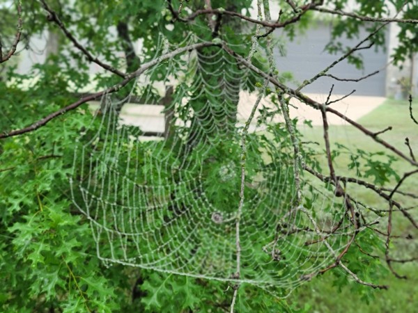 Spider web in tree
