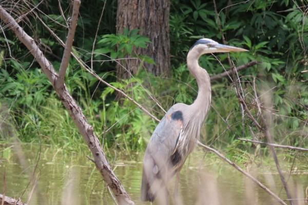 Great Blue Heron